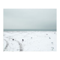 Seagulls in the winter snow beach (Print Only)