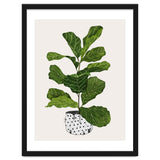 Fiddle Leaf Fig Tree Plant thumbnail