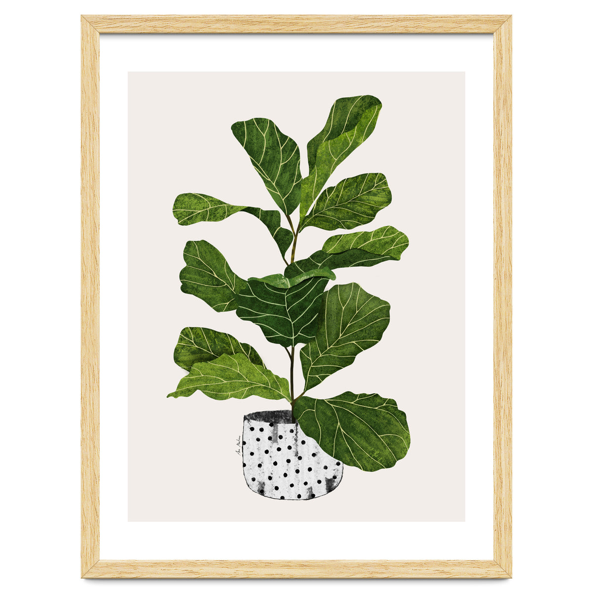 Fiddle Leaf Fig Tree Plant