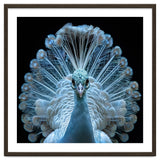 Majestic White Peacock Displaying Its Feathers thumbnail