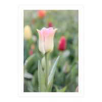 Ethereal Elegance: The soft pink tulip (Print Only)