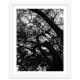 Tree Black Silhouette thumbnail