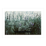 Photography - Summer Garden (Print Only) thumbnail