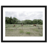 Cows in the farm thumbnail