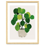 Pilea Plant thumbnail