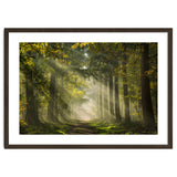 Sunrays in a Dutch forest thumbnail