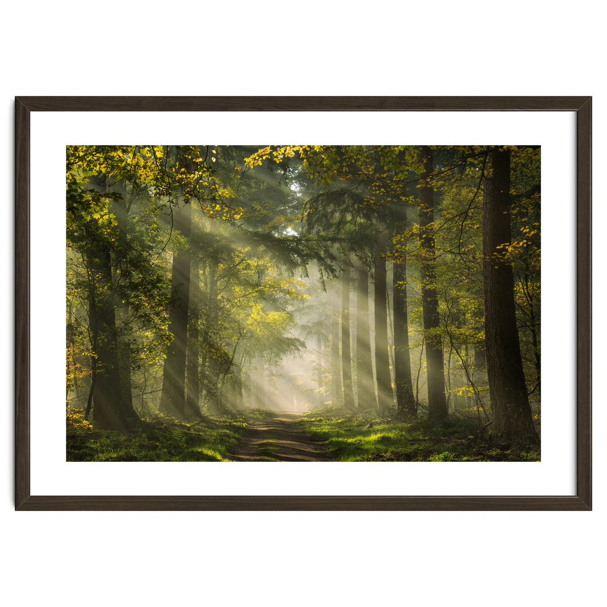 Sunrays in a Dutch forest