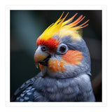Cockatiel Parrot With Yellow Crest And Orange Cheeks (Print Only) thumbnail