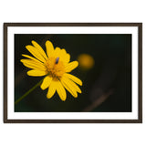 SUNFLOWER. thumbnail