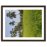 The Paddy Fields of Kerala, South India