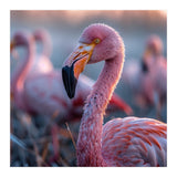 Close Up Of A Pink Flamingo Bird In Natural Light (Print Only) thumbnail
