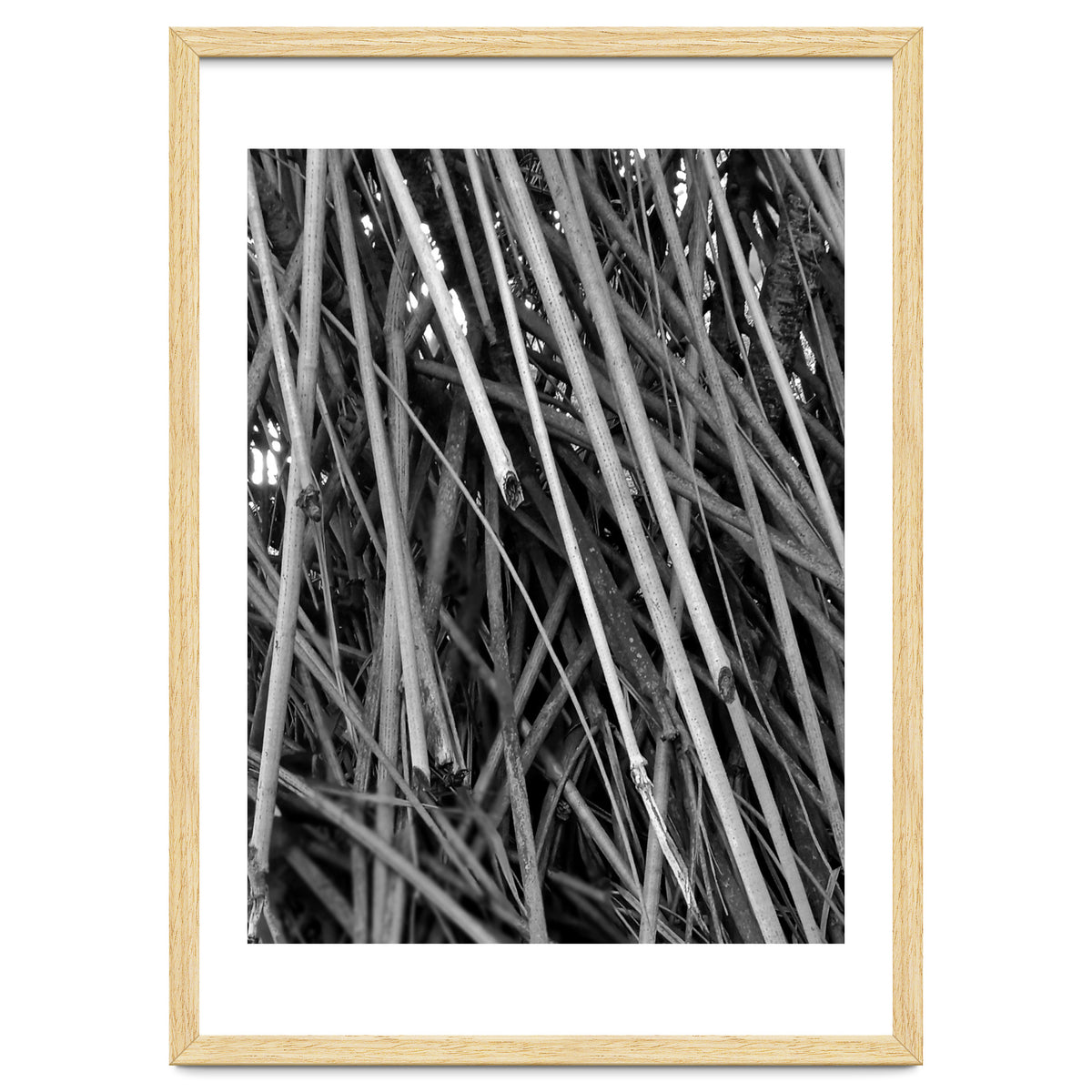 Black Tectorius Plant Shoots Art