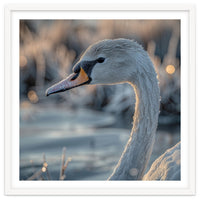 Close Up Of A Swan Covered In Frost