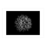 Backyard Flowers In Black And White No 48 Flow Version (Print Only) thumbnail