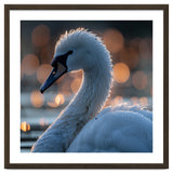 Close-up Shot of a Swan with Water Droplets thumbnail