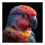 Close Up Parrot Face Red Blue Yellow Plumage (Print Only) thumbnail