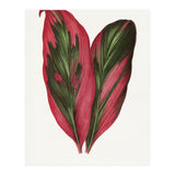 Alexander Francis Lydon & Benjamin Fawsett – Pink Dracaena Terminalis Leaf (1865) (Print Only) thumbnail