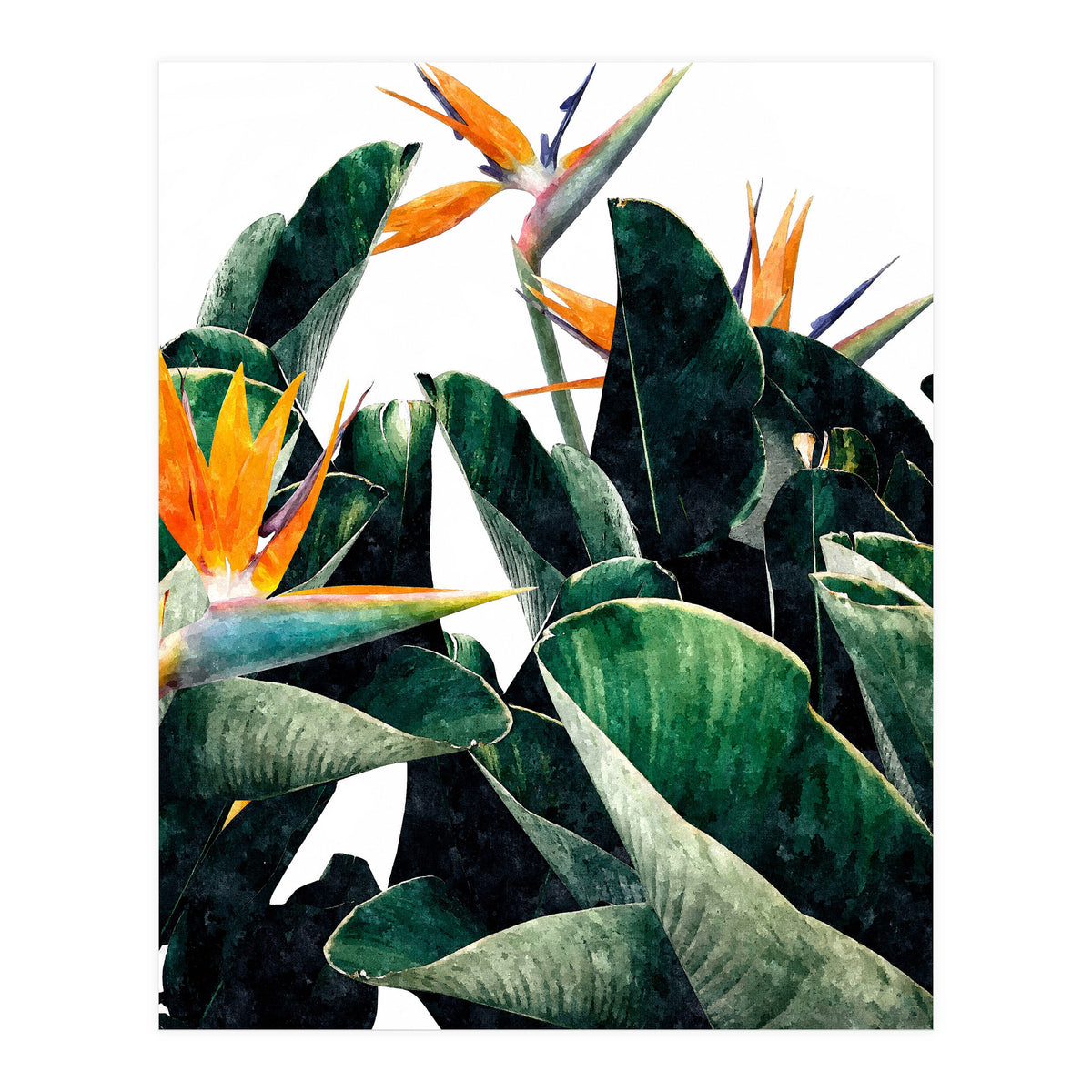 Paradise Bird, Nature Botanical Plant Floral, Tropical Garden Watercolor Painting (Print Only)