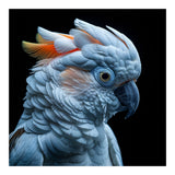 Close Up Of A Cockatoo Parrot Head (Print Only) thumbnail