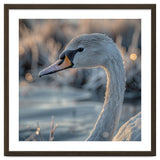 Close Up Of A Swan Covered In Frost thumbnail
