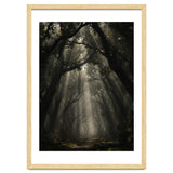Enchanted Canopy: Mystical Forest Path thumbnail