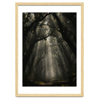 Enchanted Canopy: Mystical Forest Path