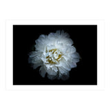 Backyard Flowers No 90 Color Version (Print Only) thumbnail