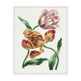 John Edwards – Various Tulips (1791) (Print Only) thumbnail