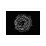Backyard Flowers In Black And White No 110 (Print Only) thumbnail