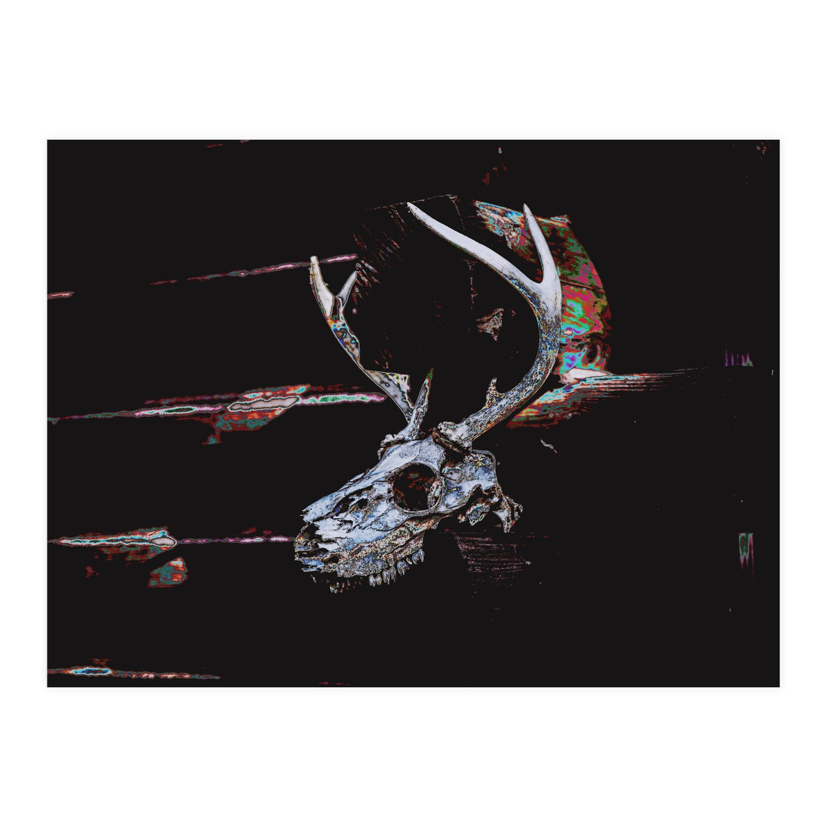 Deer Skull (Print Only)