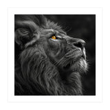 Majestic Lion Face Closeup Golden Eyes Black (Print Only) thumbnail