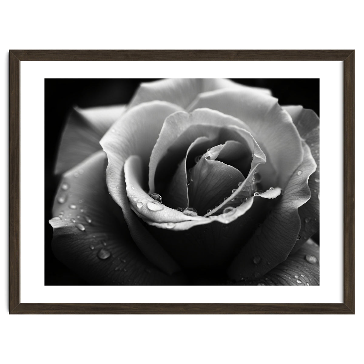 Ethereal Monochromatic Rose Petal Macro