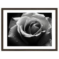 Ethereal Monochromatic Rose Petal Macro
