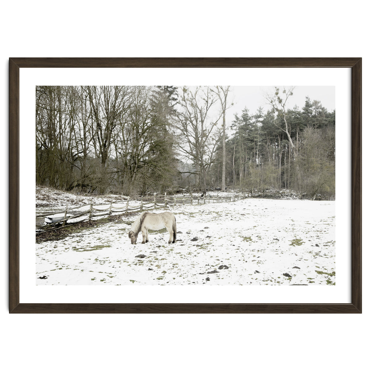 White horse in the snow field