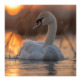 Majestic Swan Swimming At Sunrise Serene Water (Print Only) thumbnail