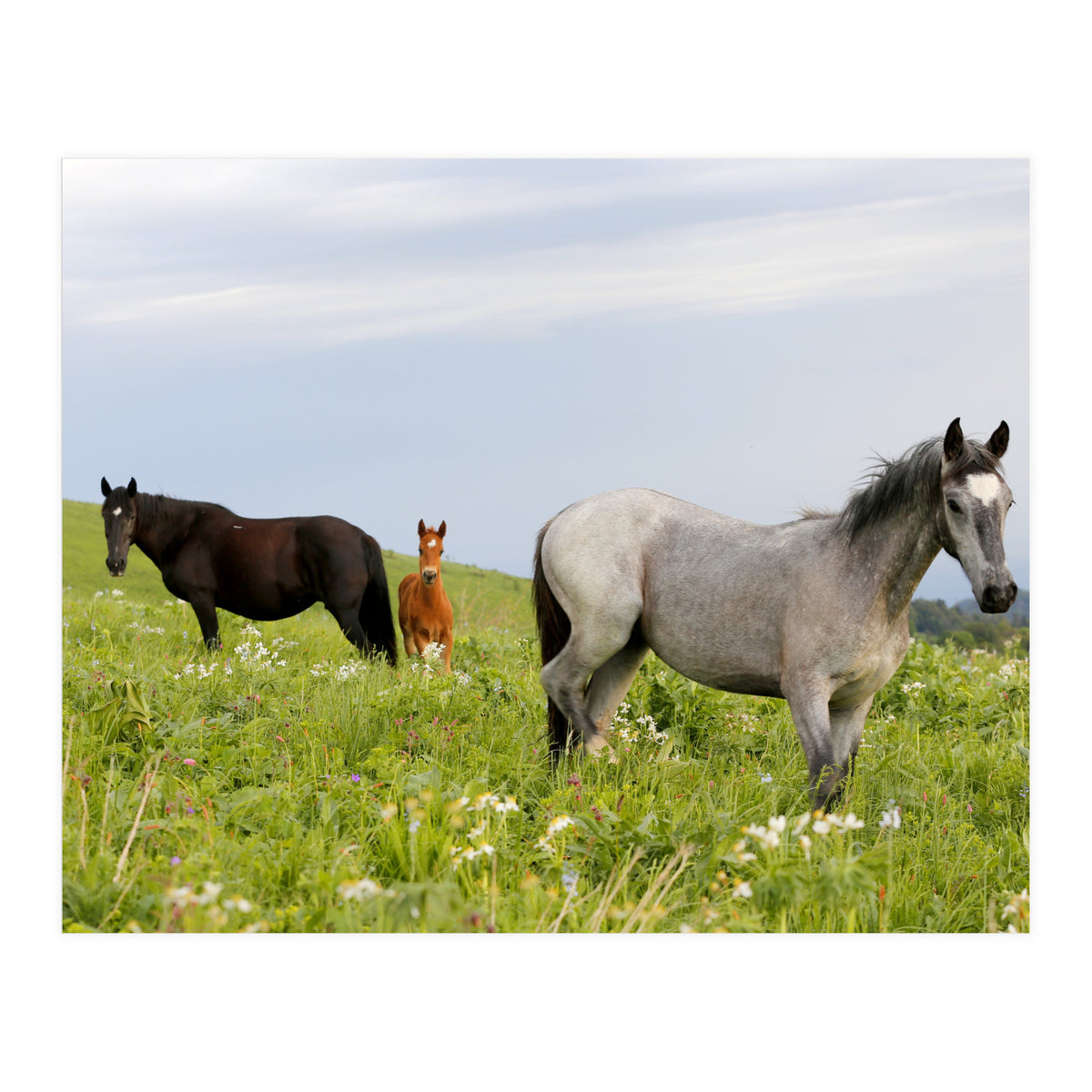 Equine Family (Print Only)