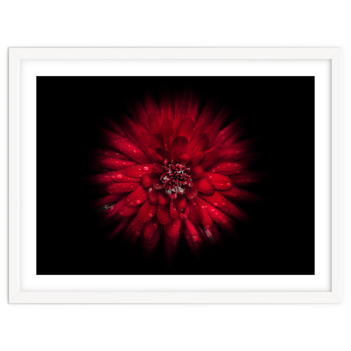 Backyard Flowers No 45 Color Flow Version