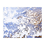 Coral Blooming (Print Only) thumbnail