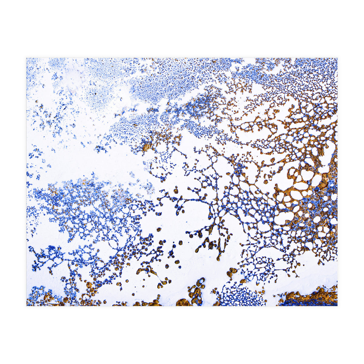 Coral Blooming (Print Only)