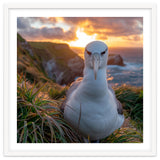 Albatross Bird On Grassy Cliff At Sunset thumbnail