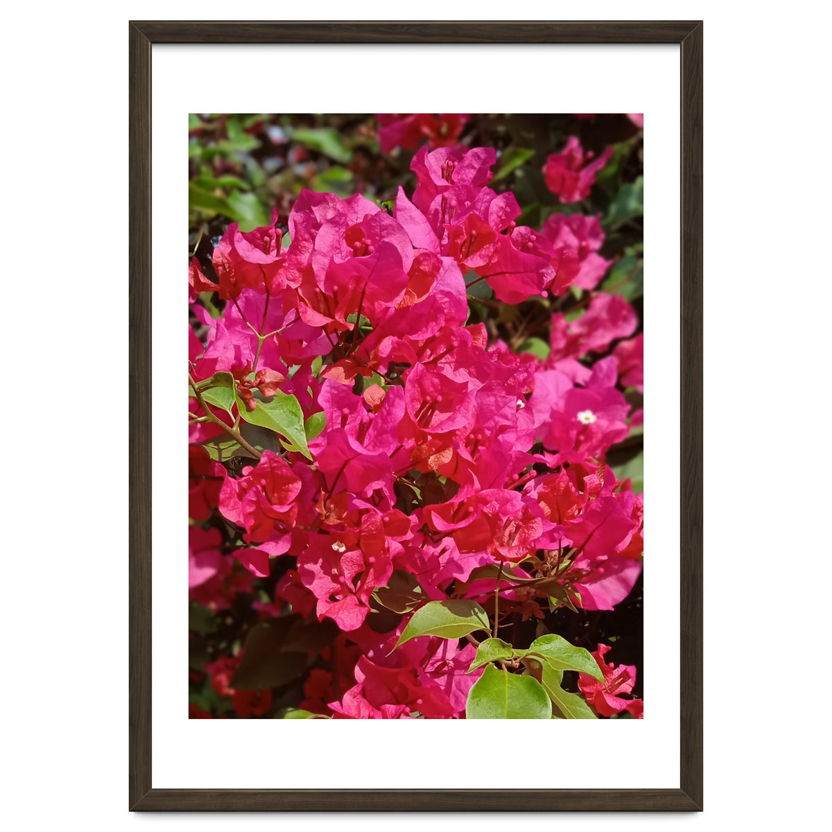 Pink Bougainvillea Flowers
