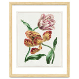 John Edwards – Various Tulips (1791) thumbnail