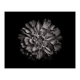 Backyard Flowers In Black And White No 79 (Print Only) thumbnail
