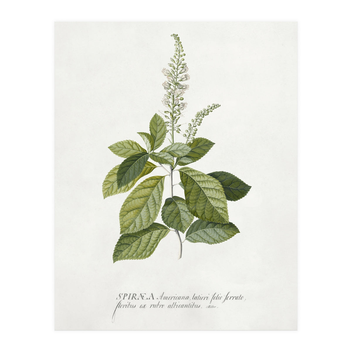 Georg Dionysius Ehret – Cinnamomum Illustration (1708–1770) (Print Only)
