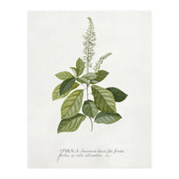 Georg Dionysius Ehret – Cinnamomum Illustration (1708–1770) (Print Only)