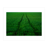 Track and Field (Print Only) thumbnail