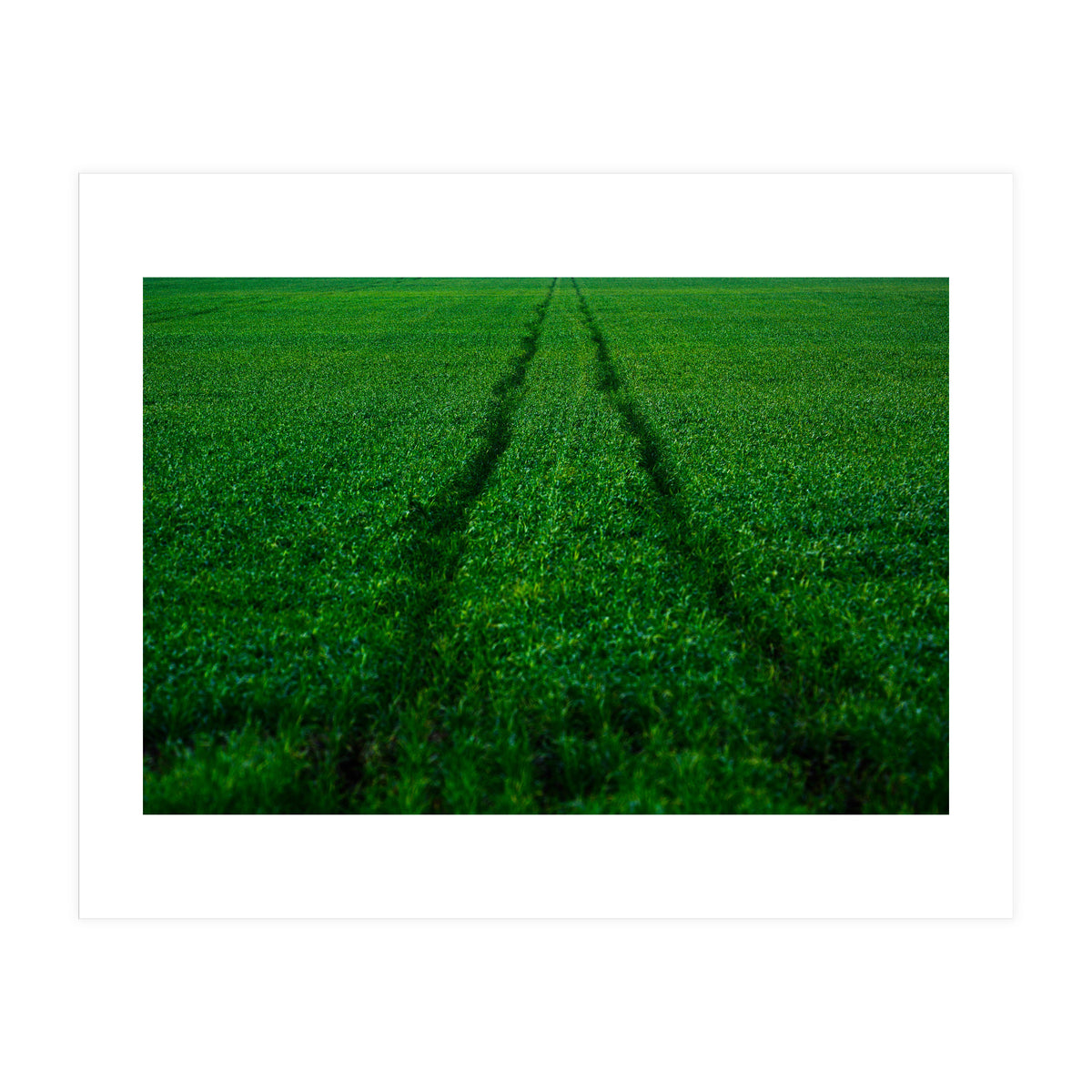 Track and Field (Print Only)