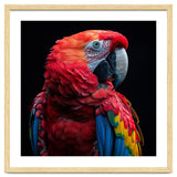 Scarlet Macaw Parrot Close Up Portrait thumbnail