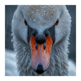 Close Up Of A Swan's Face With Water Droplets (Print Only) thumbnail