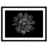Backyard Flowers In Black And White 22 thumbnail